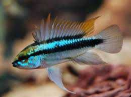 Apistogramma trifasciata 
       Pielęgniczka trójpręga