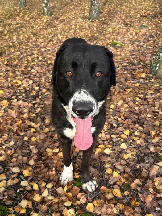 Hugon waga 30 kg w schronisku w lututowie