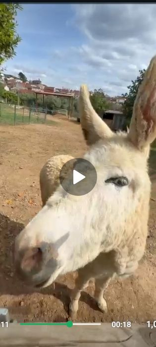 Vende-se burro inteiro novo