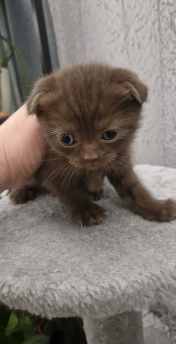 Kotka brytyjska/szkocka  czekoladowa  rodowód