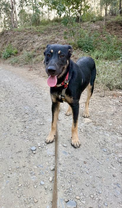 Cachorro 6 meses muito meigo