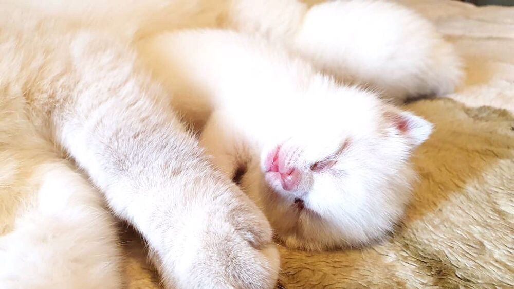 Вязка кота Scottish straight lilac point c-33