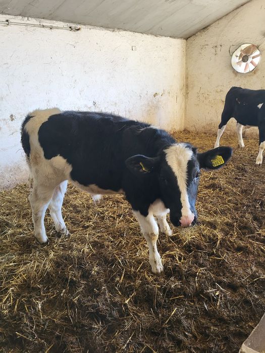 Sprzedam 4 jalowki  i 3 byczki hf