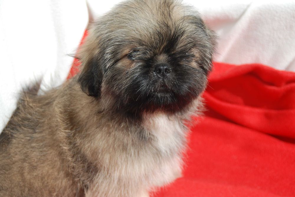 shih tzu sunia 10 tygodniowa sobolowa