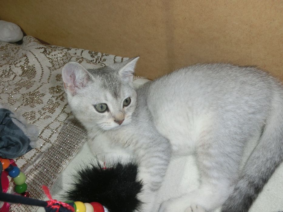 Чистокровні шотландські котята