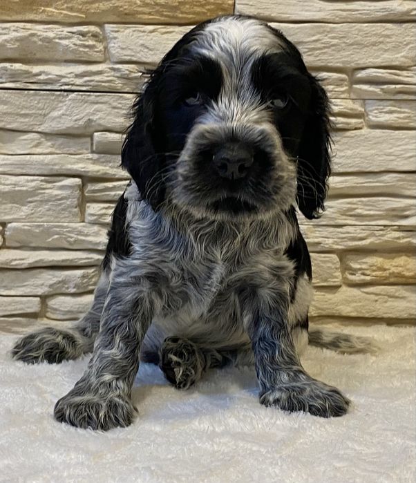 Cocker Spaniel Angielski Pies Bakuś