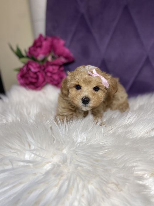 Міні мальтіпу