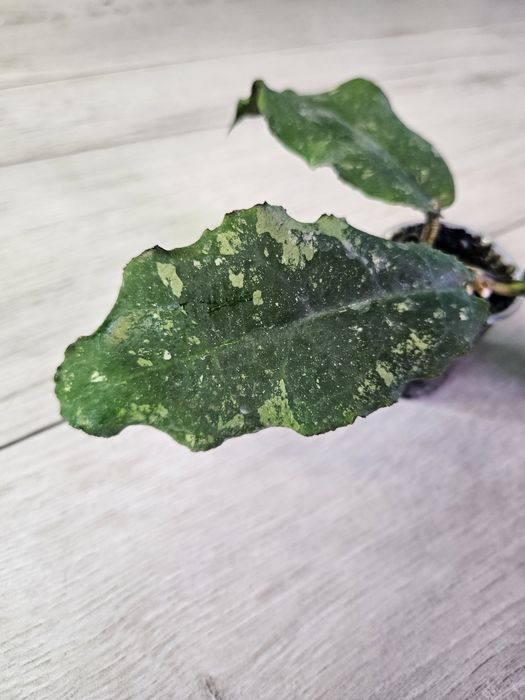 Hoya undulata Black