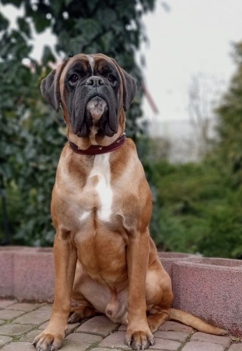 Piękny boksio / ojciec FCI