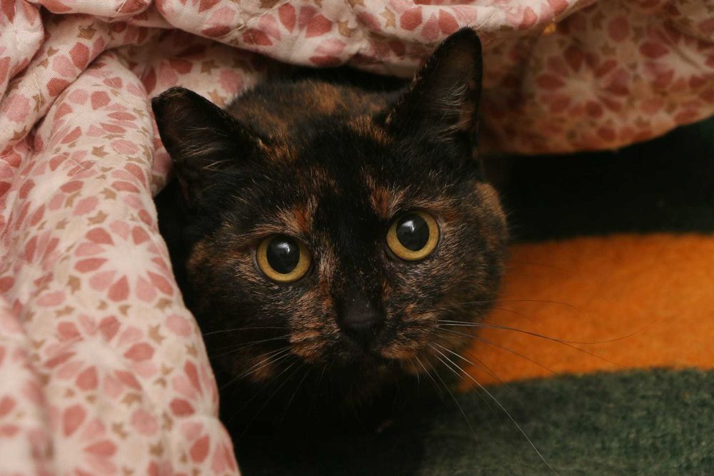 ESTERILIZADA | Gata adulta disponível para adoção responsável