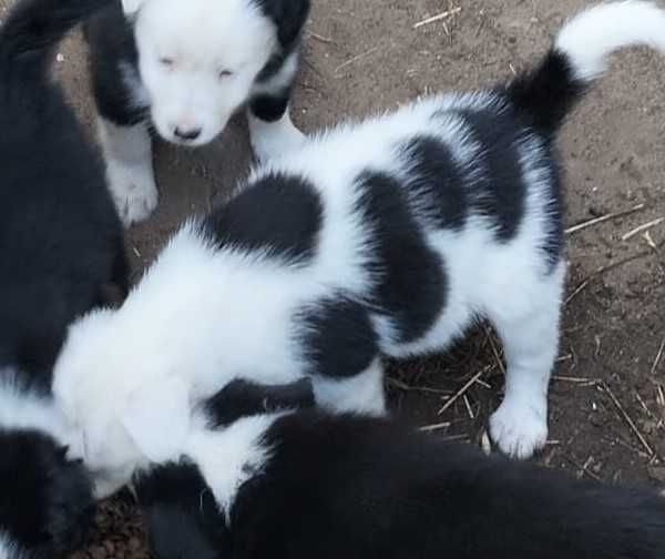 Cachorrinha border collie com olho azul