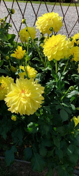 Giergonia dalia wieloletnia źółta