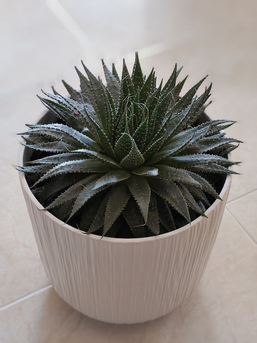 Planta Aloe Aristata