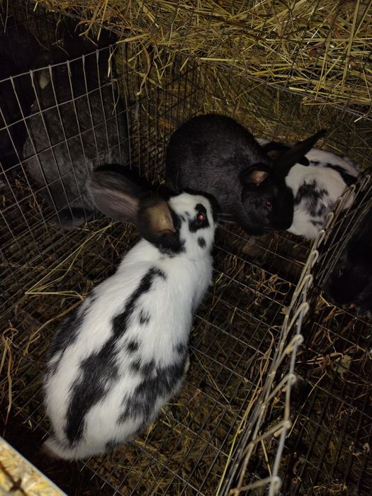 Кролики кролі,самець Полтавське срібло