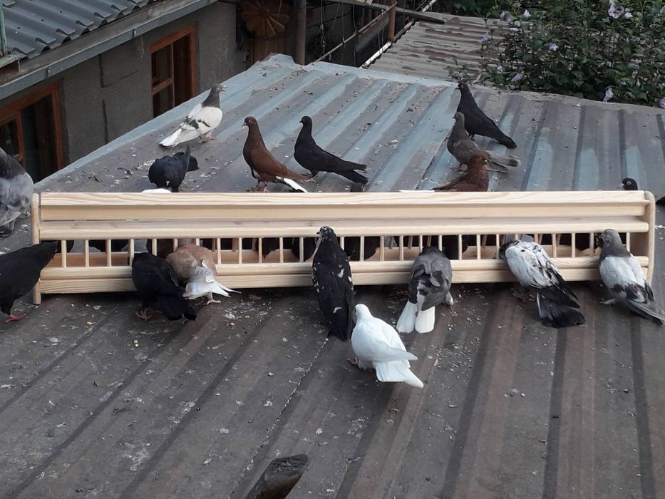 Дерев'яні годівниці для голібів.