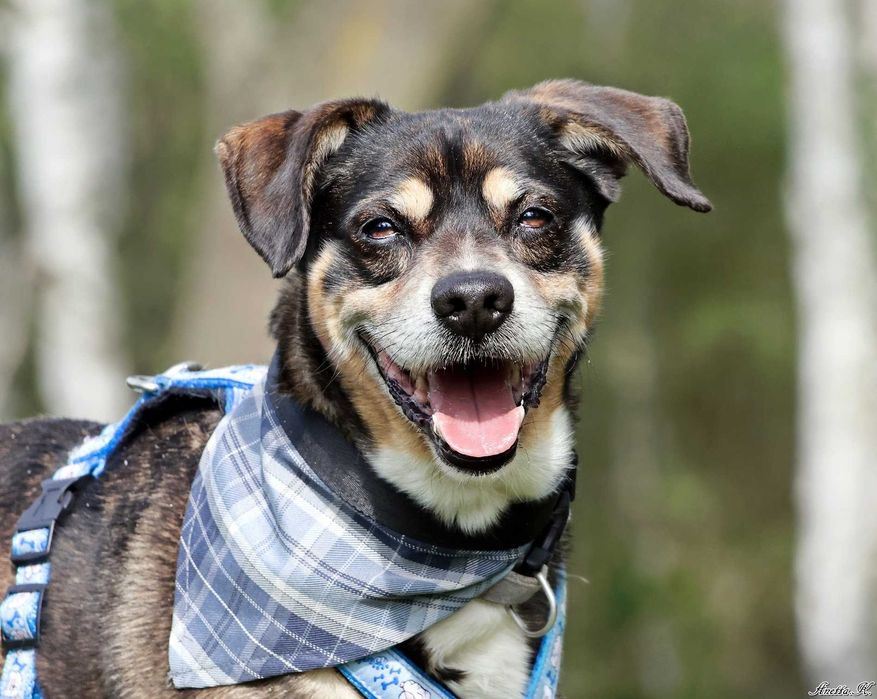 Wspaniały staruszek DOMEL czeka na dom!