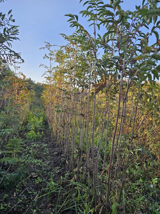 Jarzębina czerwona sadzonki