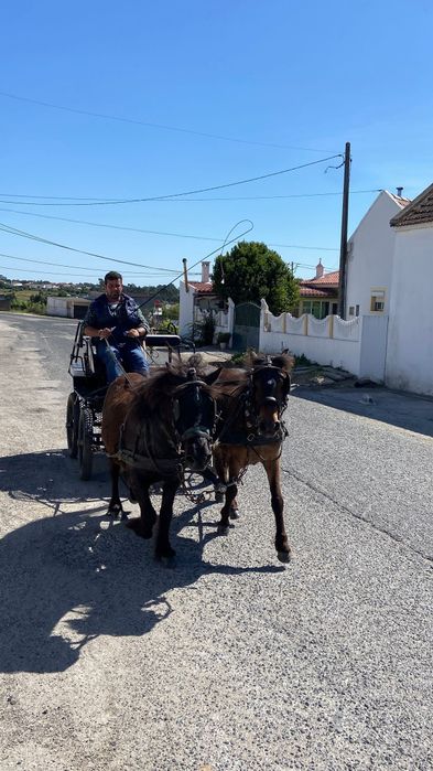 Parelha de pôneis e maratona