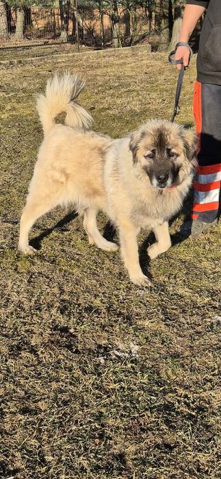 Do adopcji wspaniała towarzyszka