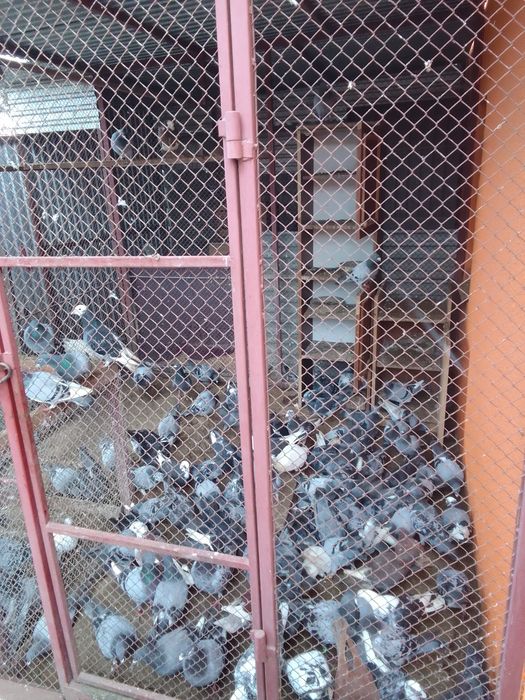 Gołębie garłacze,grube rzeszowskie,rysie,szały,StiPes-y