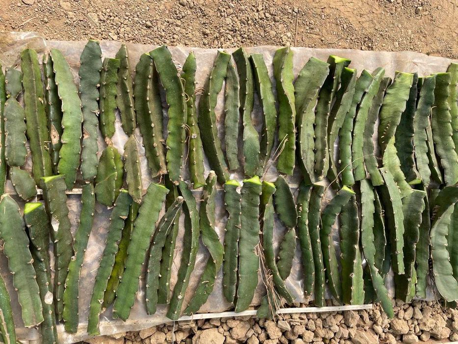 Mudas/plantas fruta dragão