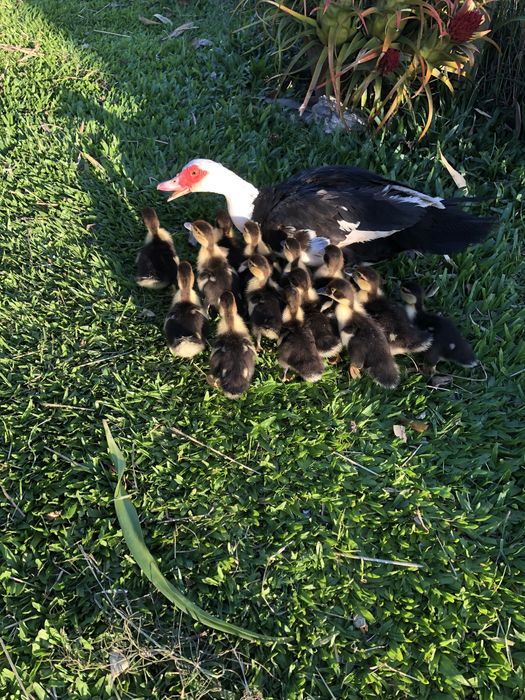 Patos mudos para criar