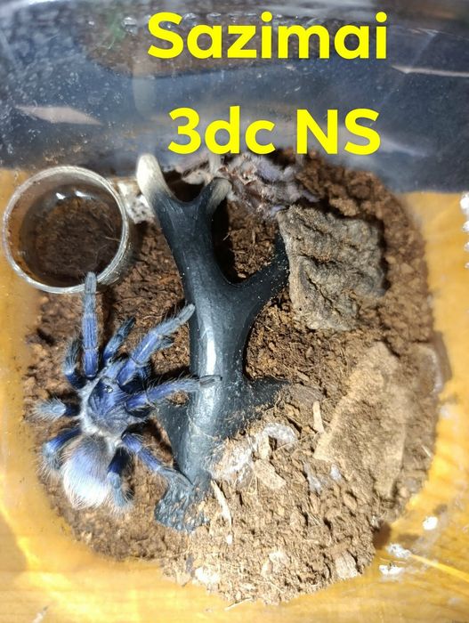 P.Sazimai 3dc ns