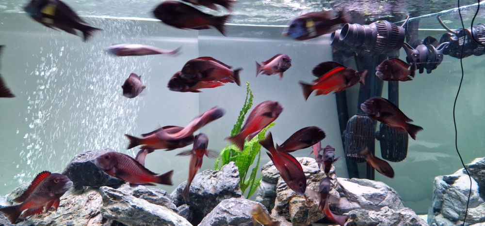 Red morliro tropheus Tanganika