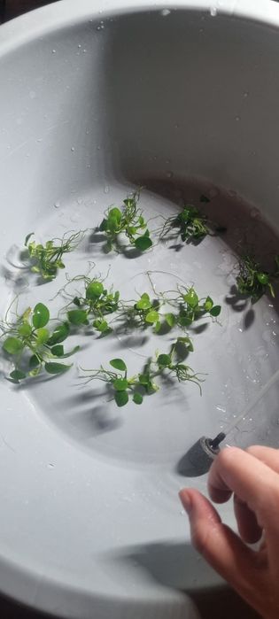 Анубіас рослини для акваріумів