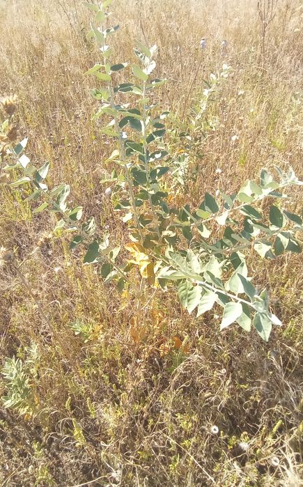 Саженцы лоха серебристого.( Маслины степной)