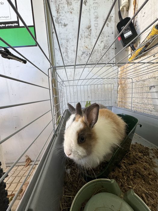 Vendo Coelho anão juntos ou separados