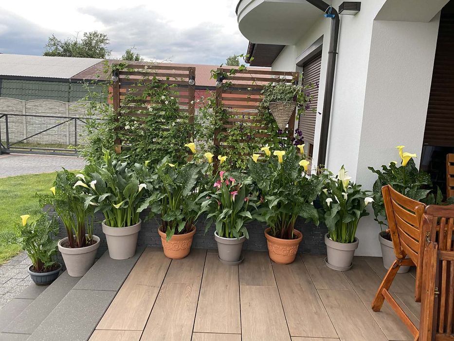 Kalia żółta cebulki