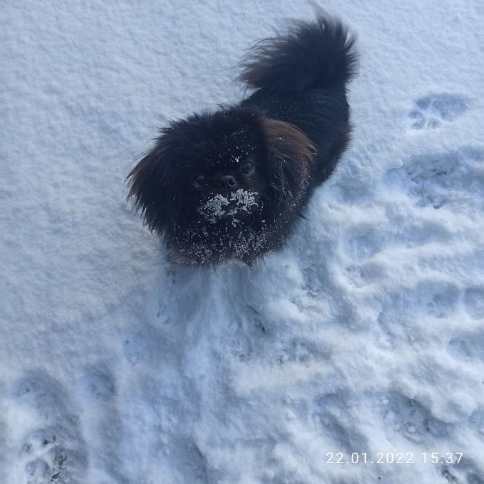 Вязка пикинеса 1