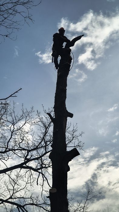 Обрезка деревьев и спил под корень