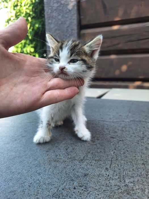 Віддам кошенята.  .