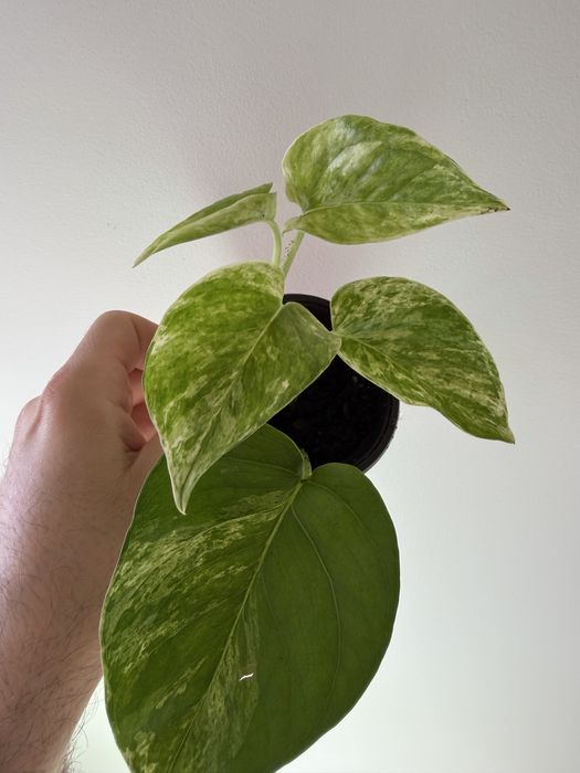 Epipremnum Gold, Pinnatum green, marble queen, cebu blue
