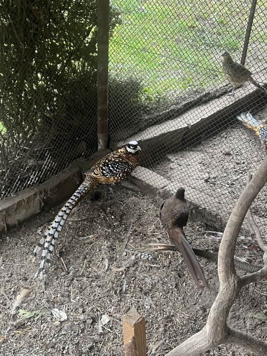 Bażanty samica złota