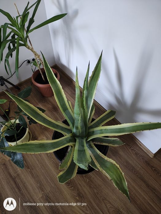 Agawa amerykańska 25letnia