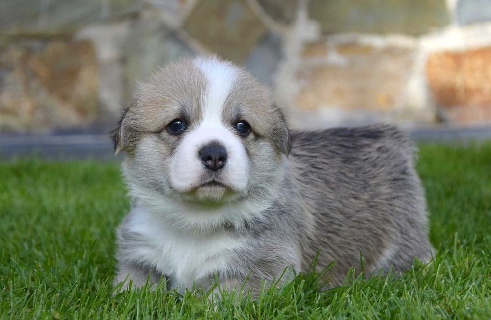 Welsh Corgi Pembroke - piesek - ZKwP/FCI
