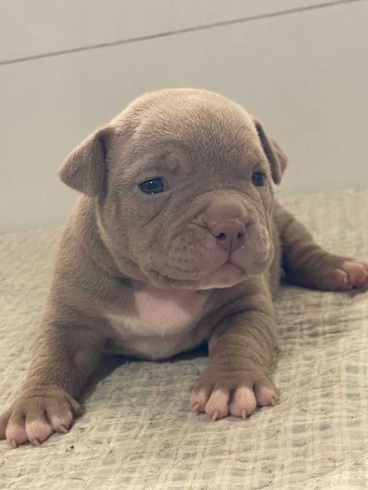 American bully pocket