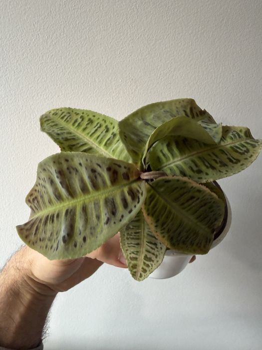 Labisia Jabi, Pumila e SP Riau