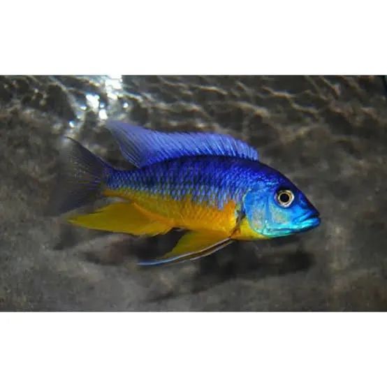 protomelas spilonotus Tanzania