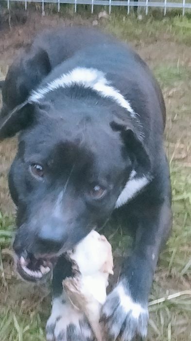 Oddam psa w typie staffik