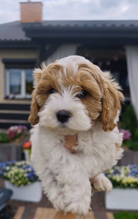 REZERWACJA**Cavapoo**cudowny piesek !
