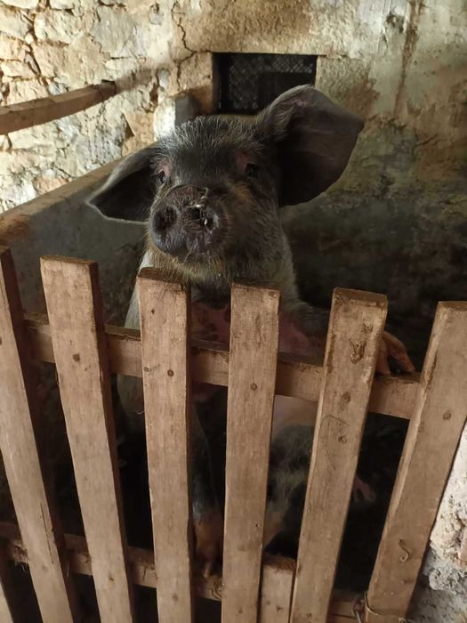 Vendo porco  bisaro muinta boa raca pura