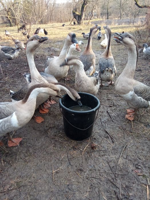 Продам інкубаційні яйця курей породи брама Вінницька область