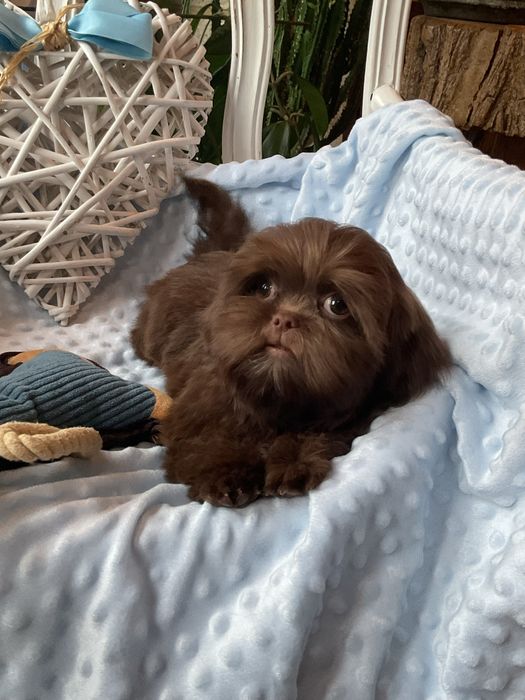 Shih-tzu Salonowy Piesek