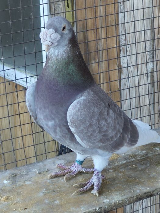 Gołebie  Staropolskie