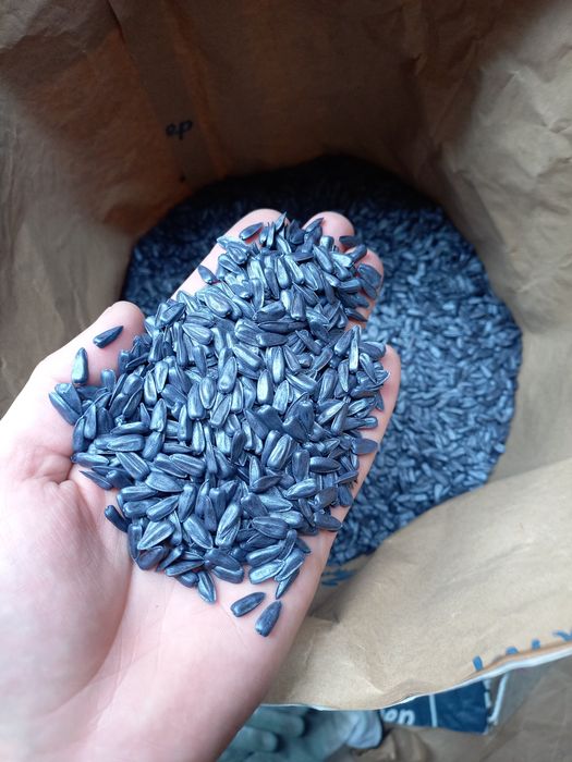 Насіння соняшника НСХ 8005 під гранстар 50г