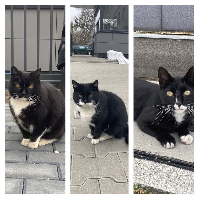 Trzy cudowne kotki - pingwinki czekają aż ktoś odmieni ich los!